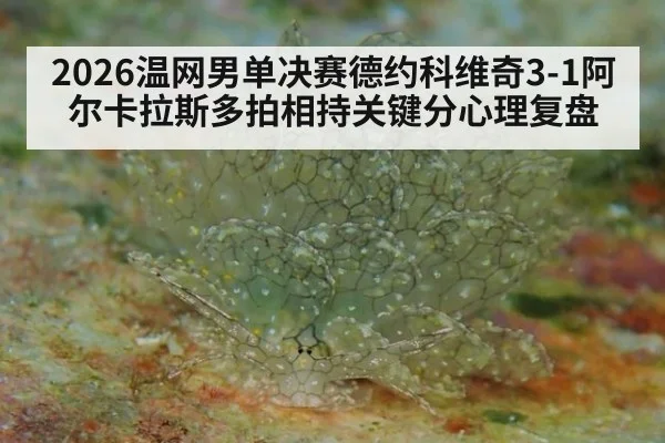 2026温网男单决赛德约科维奇3-1阿尔卡拉斯多拍相持关键分心理复盘